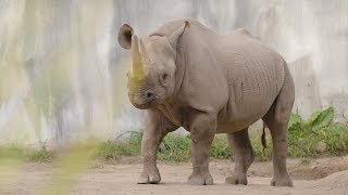 5 Facts: Black Rhinoceros