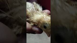 new born baby chick 🐣🐥 #shorts #short #youtubeshorts #trending #chicks #birds #video #youtube #yt