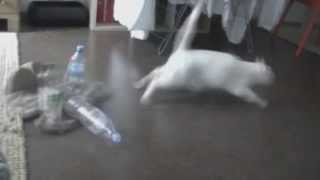 paranoid cat - kitten scares itself with bottle