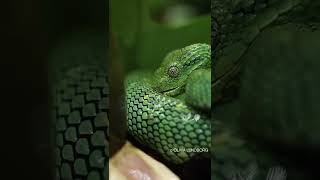 🐍Olivia Lundborg 🐍#snake #greensnake#animals #animalplanet#life#earth #animalplanet#bbcearth#shorts