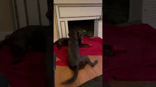 Chocolate Lab Pups Sleepover #puppy #dogs #animals #pets #shorts