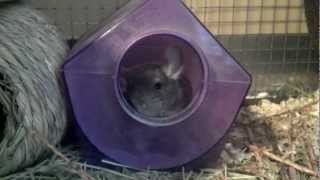 Tristana the Chinchilla has a Bath