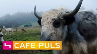 ‪Bio-Yakzucht im Waldviertel‬ | Café Puls