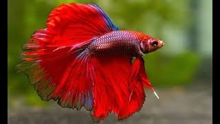 Betta splendens (Siamese Fighting Fish, Петушок)