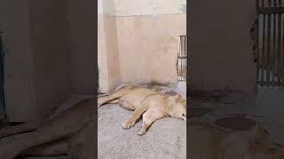 #shorts #lion #pakistan #youtubeshort #trending #viral