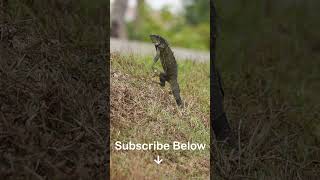 Action Packed Iguana Hunting in South Florida #shorts