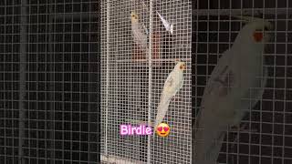 love your birds 🥰 #subscribe #birds #karpinterongkusinero #love #pets