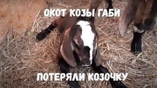 Окот козы Габи,потеряли козочку!