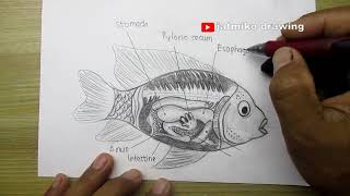 how to draw fish digestion easily