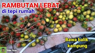 RAMBUTAN LEBAT DI TEPI RUMAH | BAWA BALIK KAMPUNG