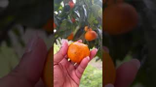 Exploring  Newzealand… 🇳🇿 #youtubeshorts #positivevibes #fresh #fruitpicking #embracethejourney