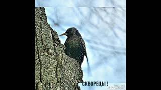 ОРНИТОТЕРАПИЯ: ПЕНИЕ ПТИЦ  🐦 ЛЕЧИТ  🐦