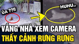 Vắng nhà 'XEM CAMERA', cô gái bỗng RƯNG RƯNG vì hành động của chú chó nhà hàng xóm | Tin 3 Phút