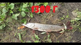 На конец то Отличная Щука, Рыбалка Лето 2023 4К/ Finally, Excellent Pike, Fishing Summer 2023 4K/