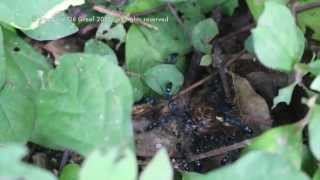 Blue ants killing snail in Cambodia (Video 5)