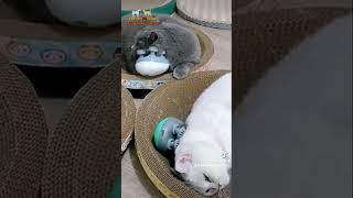 RELAX MASSAGER™: The Ultimate Pet Pampering Experience! #catsproducts #dogsproducts #petstore