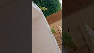 male &female cute parrot# male#femaleparrot short video