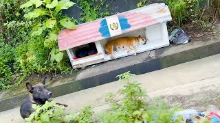 Cosas que encuentras en el camino | Guatemala