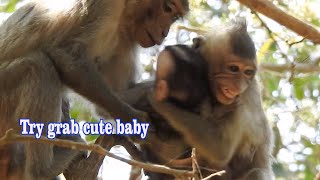 Small monkey Elly try grab baby Baba for look after, Elly angry Botum when She save her baby back