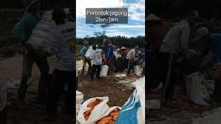 perontok jagung #tanamjagung  #jagung #panen