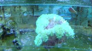 Coral tank stock 2013-03-15 / 7