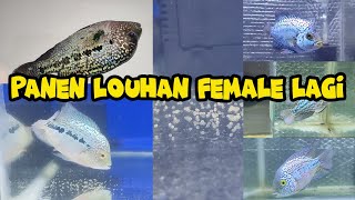 Koleksi ikan Louhan Female di Rumah | Gallery PROJECT FISH