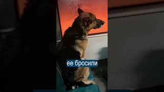 Овчарка запомнила маршрут трамвая и искала хозяина #trending #top #tiktok #new