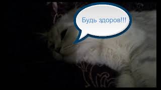 Терпеливый кот | If the owner is ill ? Put your mask on !