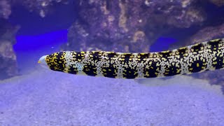 Day 9 with a Snowflake Moray Eel (Echidna nebulosa)