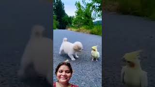 Anjali o Anjali... #funny #dog #cute #parrot #pets #viralvideo #puppy #ytshorts #shortvideo #comedy