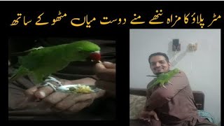 matar pulao with parrot