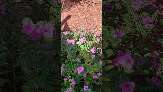 6-30-24 Butterfly on periwinkles