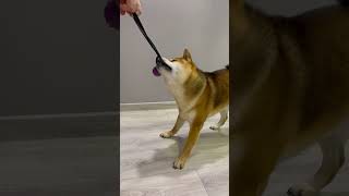 Shiba Inu