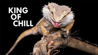 ملك الروقان في الزواحف - التنين الملتحي  King of chill - bearded dragon