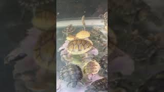 これは全てアカミミガメです。#short#turtle#アカミミガメ