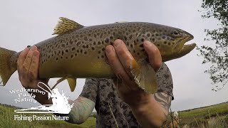 Popołudniowy pstrąg,szwędaczka po rzece - wędkarski short #32,irish trout