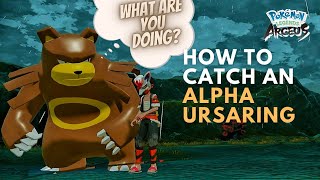 How to Catch an Alpha Ursaring in Pokemon Legends Arceus