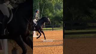 Vino jumps to the top of the Modified Hunters at WPEF Benefit Show #horseshow #equestrian #horse