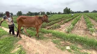 Inter cultivator in cotton fields through bull - Gujarat || કપાસ મા રોપણી