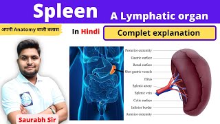 Spleen||Lymphatic system || For Neet, Nursing, pharmacy