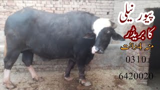 pur nili ka bridar far sale on youtube in punjab pakistan 30/5/23