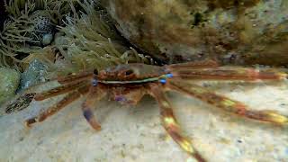 The Percnon gibessi crab is a native to the Atlantic and Pacific, arriving in the Med around 1999.