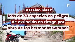 Paraíso Sisal: Más de 30 especies en peligro de extinción en riesgo por obra de los hermanos Campos