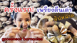 อร่อยเหมือนกินปู  เพรียงตีนเต่า อร่อยกว่าที่คิด/ ครั้งแรก / ชีวิตในอเมริกา/gooseneck barnacles