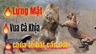 🔥 Lửng Mật loài (vua cà khịa) không sợ trời không sợ đất.