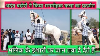 मेले में धूम मचा दी घोड़ी ने | दिल जीतने वाला डांस | Horse Dance | Indian horse festival