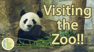 Visiting the Zoo