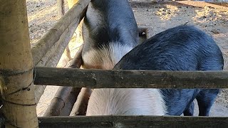 Pig Farm Assam Live. video