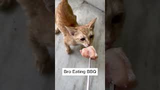 Bro Wants BBQ  #cat #catlover   #sharkdoodoo #pets #catfood #kitten #cute #orangecats