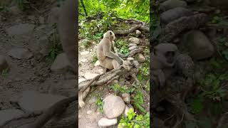 Mother Langur in jungle